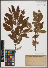 Foto von Salix silesiaca Willd.